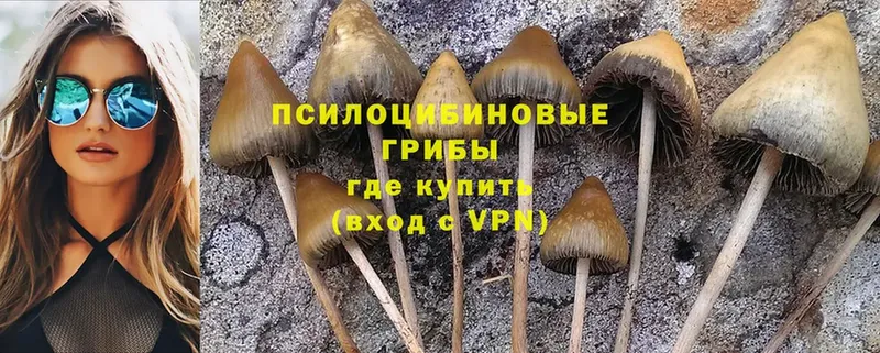 Псилоцибиновые грибы Psilocybine cubensis Россошь